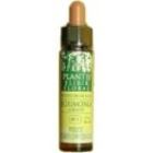 White Chestnut Plantis No. 35 10 ml